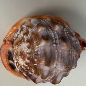 1970’s,Victorian Cameo. Antique, Ruga shell rare vintage